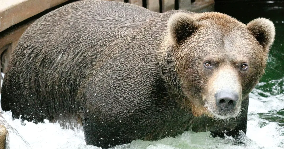 Illustration of Katmai National Park & Preserve